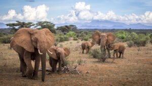African elephant