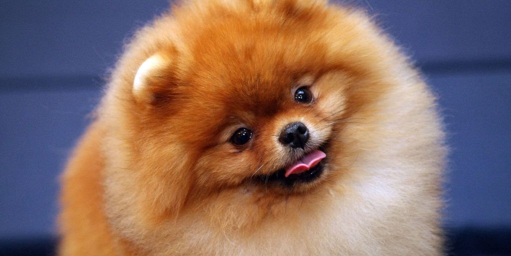 Types of Dogs