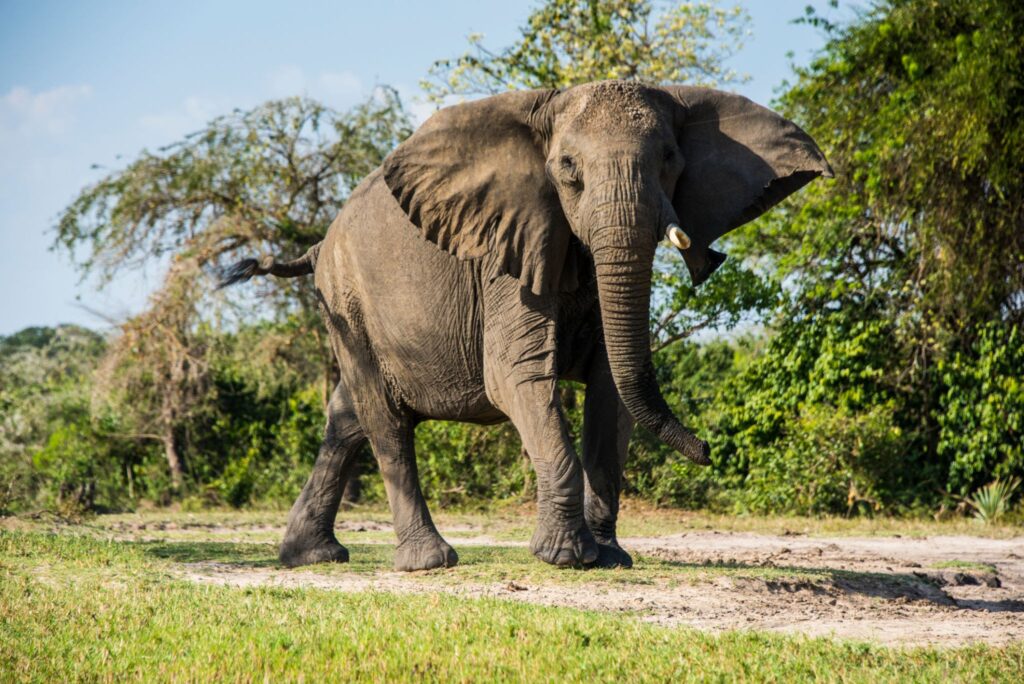 African elephant