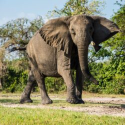 African elephant