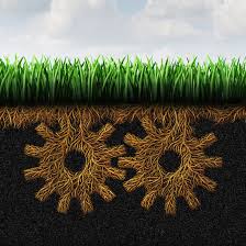 Grassroots Movements: Highlighting Local Initiatives Making a Difference